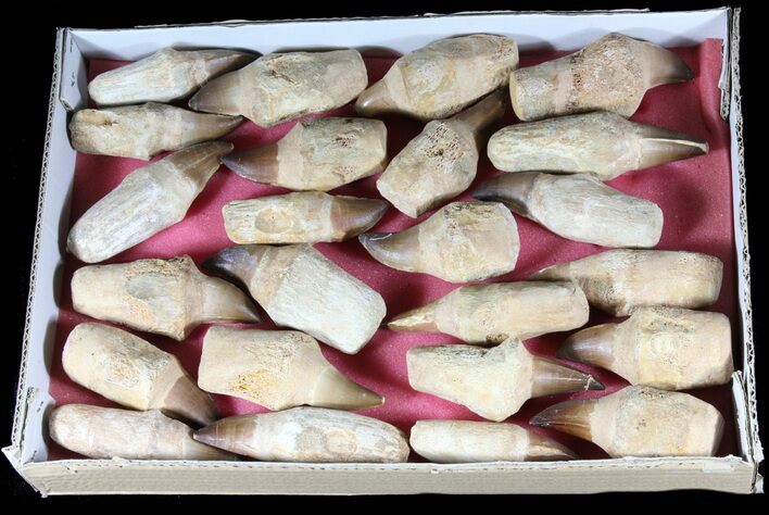 Lot - Fossil Mosasaur Teeth With Composite Roots #39215